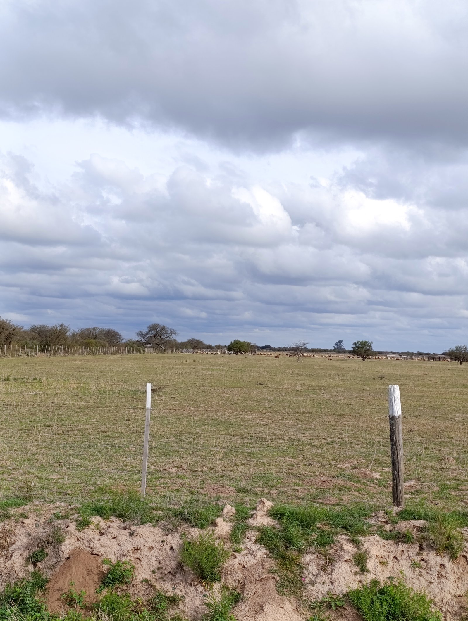 Granja en venta Chilibroste